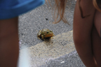 Frog Jumping Contest